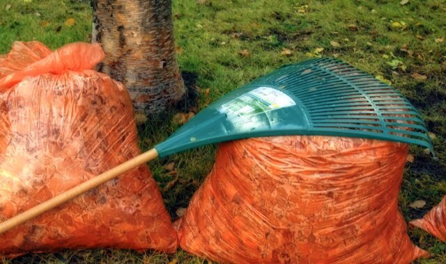 autumn, fall, rake, nature, leaves, garden, tool, orange bag