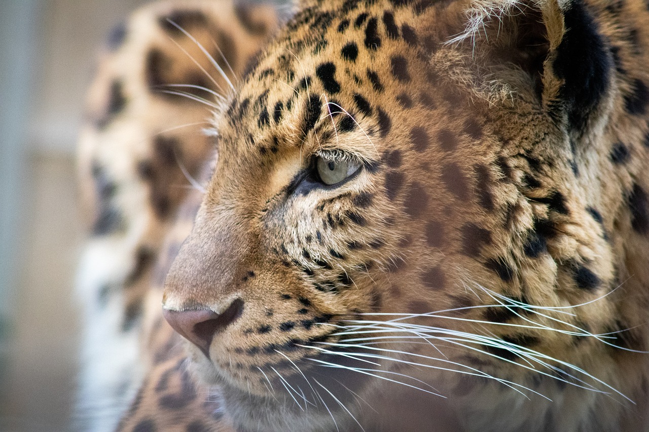 donations keeps me going, animal, predator, cat, leopard, carnivores, the world of animals, africa, zoo, pet, wild, mammal, fur, safari, nature, sleep, dangerous, large, miruth