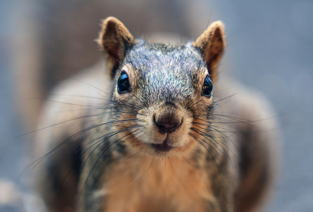 squirrel, whiskers, animal, backyard, deck, nature, wildlife, portrait