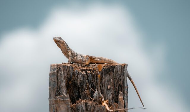 lizard, iguana, reptile, clouds, sky, nature, post, animal, wildlife, sun bath