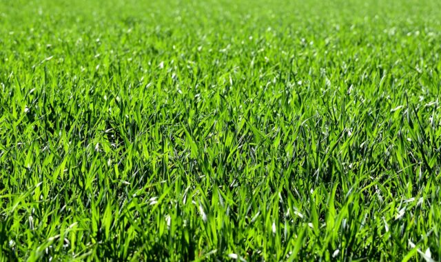 meadow, field, nature, grass, landscape, grassy, grasslands, grass blades, lush, green, greenery, green grass, lawn, meadow, field, field, grass, grass, green, green, green, green, lawn, lawn, lawn, lawn, lawn