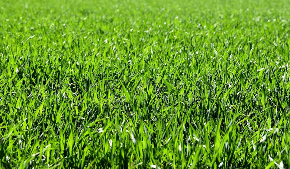 meadow, field, nature, grass, landscape, grassy, grasslands, grass blades, lush, green, greenery, green grass, lawn, meadow, field, field, grass, grass, green, green, green, green, lawn, lawn, lawn, lawn, lawn