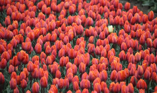 tullips, red, white, dare to be different