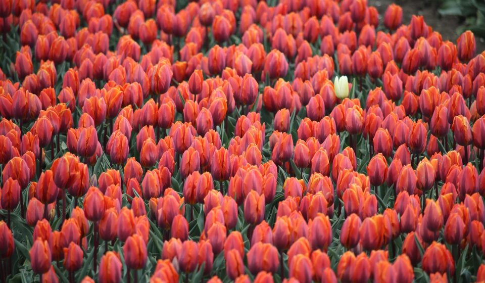 tullips, red, white, dare to be different