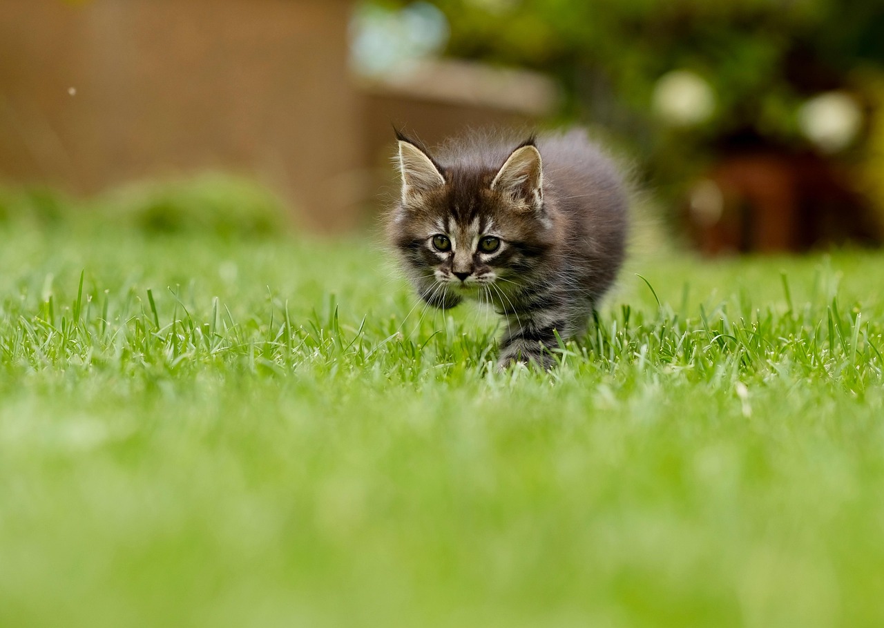 cat, kitten, grass, pounce, stalk, animal, nature, pet, feline, lawn