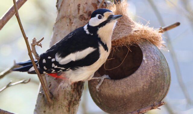 bird, woodpecker, great spotted woodpecker, bird watching, foraging, garden bird, nature, wildlife, woodpecker, woodpecker, woodpecker, woodpecker, woodpecker