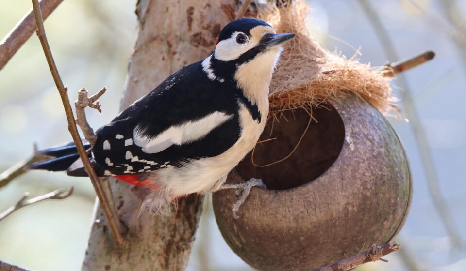 bird, woodpecker, great spotted woodpecker, bird watching, foraging, garden bird, nature, wildlife, woodpecker, woodpecker, woodpecker, woodpecker, woodpecker