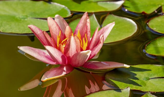 water lily, beautiful flowers, aquatic plant, flower, blossom, bloom, pink, flower wallpaper, pond, water, nuphar, water flower, leaves, lake rosengewächs, flower background, plant, pond flower, nature