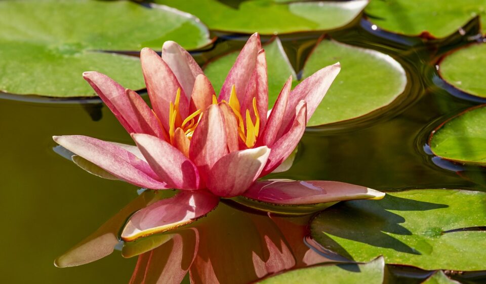 water lily, beautiful flowers, aquatic plant, flower, blossom, bloom, pink, flower wallpaper, pond, water, nuphar, water flower, leaves, lake rosengewächs, flower background, plant, pond flower, nature