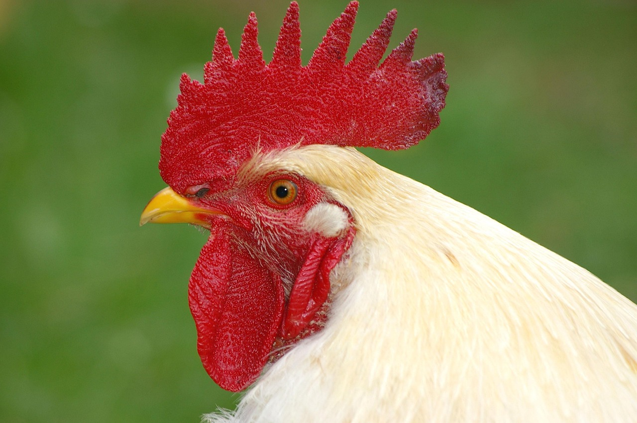 faucet, cockscomb, comb teeth, nature, farm yard, animal, gockel, poultry, male fowl, gallus gallus domesticus