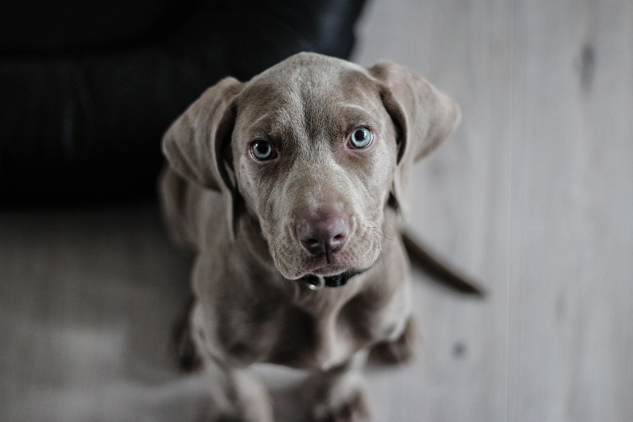 weimaraner, puppy, dog, snout, animal portrait, dog portrait, pet, animal, portrait, canine, domestic, domestic dog