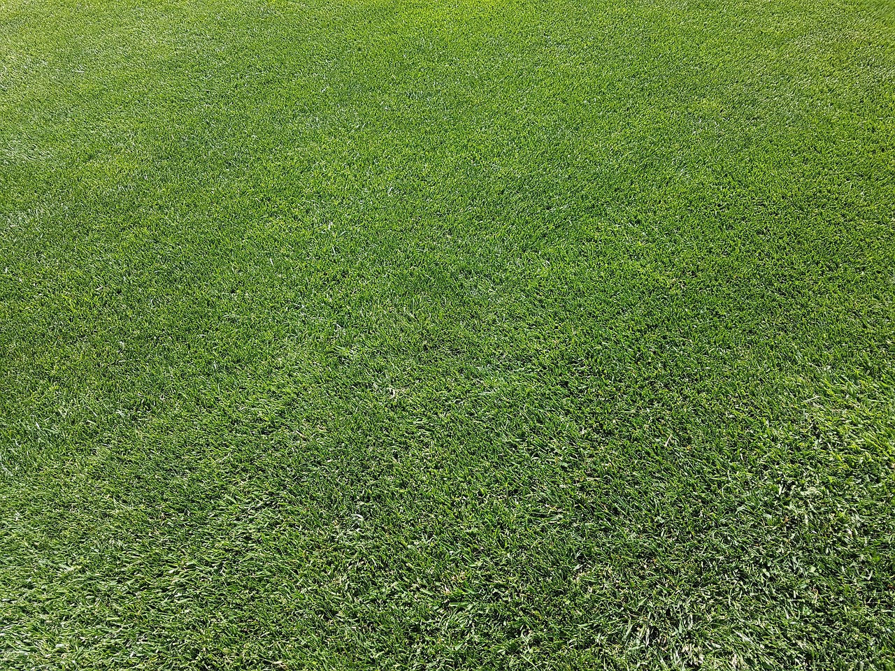 lawn, ornamental lawn, green, maintained, perfect, english lawn, lawn care, manicured lawn, rich green, powerful, intense green, park lawn, background image, pisa, italy, lawn, lawn, lawn, lawn care, lawn care, lawn care, lawn care, lawn care