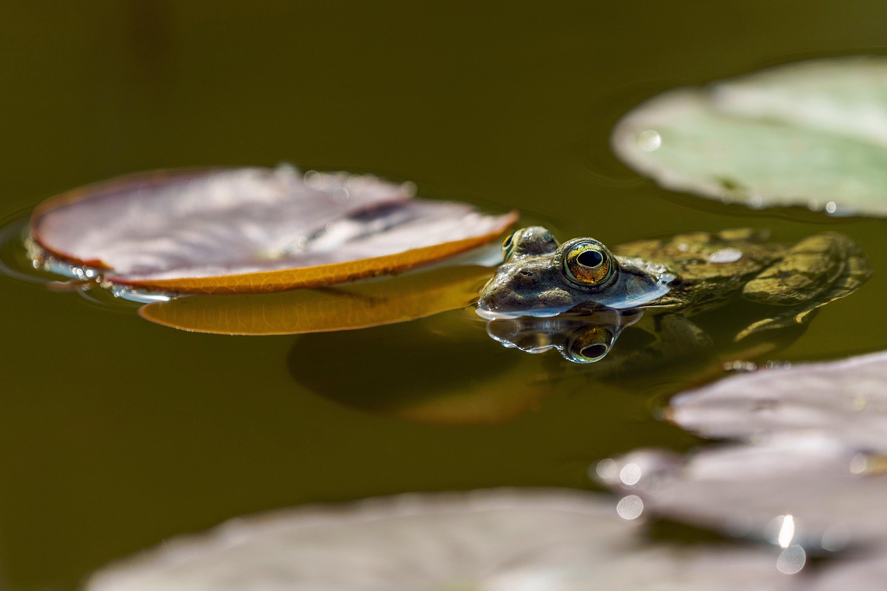 frog, eyes, pond, amphibians, nature, green, water, up close, reflection, water reflection, frog, frog, frog, frog, frog, pond