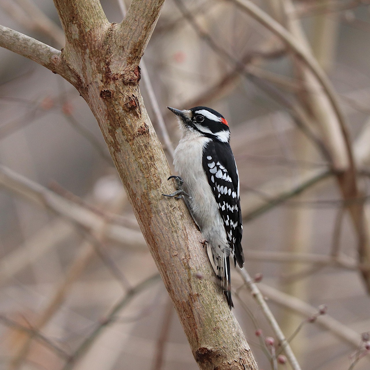 downy woodpecker, woodpecker, bird, nature, avian, ornithology, downy woodpecker, downy woodpecker, downy woodpecker, downy woodpecker, downy woodpecker
