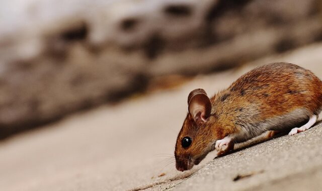 mouse, rodent, cute, mammal, nature, animal, wood mouse, apodemus sylvaticus, mice, fur, small, funny, button eyes, brown, mouse, mouse, mouse, mice, mice, mice, mice, mice