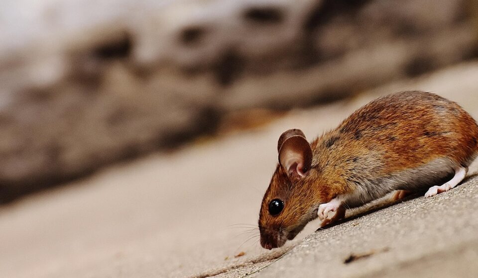 mouse, rodent, cute, mammal, nature, animal, wood mouse, apodemus sylvaticus, mice, fur, small, funny, button eyes, brown, mouse, mouse, mouse, mice, mice, mice, mice, mice