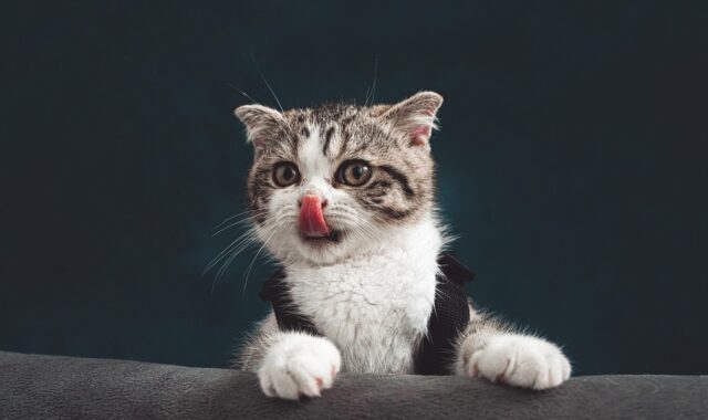 cat, nature, kitten, pet, lick, tongue, young cat, animal, domestic, feline, mammal, cute, closeup