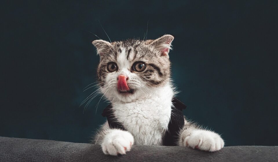 cat, nature, kitten, pet, lick, tongue, young cat, animal, domestic, feline, mammal, cute, closeup