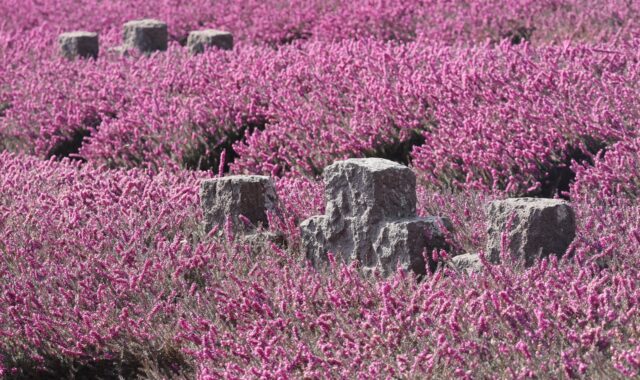 war graves, erika, memorial day, world war, military cemetery, grief, war, pink flowers