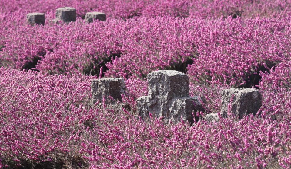war graves, erika, memorial day, world war, military cemetery, grief, war, pink flowers