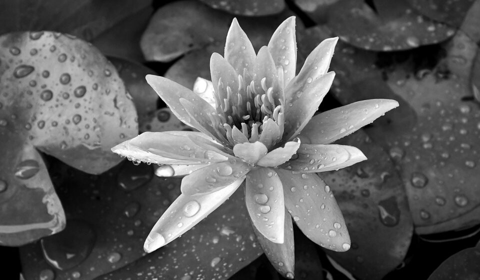 lotus, flower background, flower, dewdrops, flower wallpaper, aquatic plant, black and white, nature, plant, beautiful flowers, water lily
