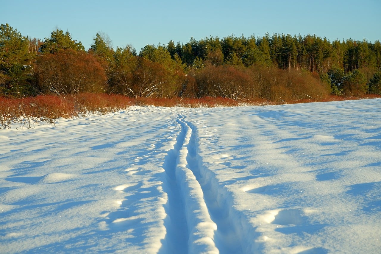 forest, field, ski track, winter, nature, snow, trees, cold, landscape, the picturesque, leisure, vacation, track, stroll