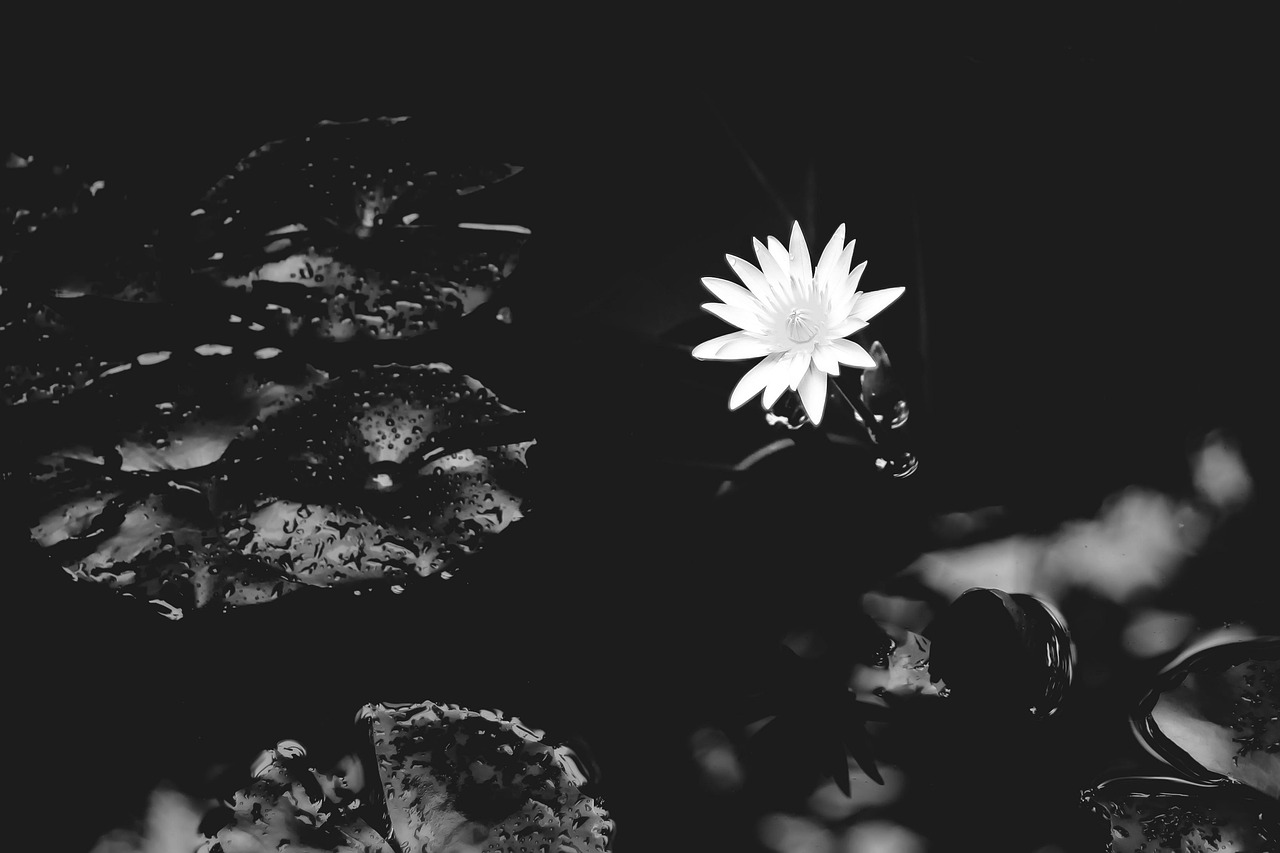 water lily, flower, black and white, petals, plant, aquatic plant, flower wallpaper, bloom, blossom, flora, flower background, water, beautiful flowers, pond, natural, nature