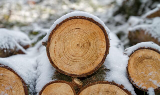 wood, wooden, windows wallpaper, cool backgrounds, saw, background, desktop backgrounds, full hd wallpaper, 4k wallpaper 1920x1080, nature, tree, wallpaper 4k, free background, 4k wallpaper, hd wallpaper, forest, beautiful wallpaper, mac wallpaper, free wallpaper, snow, wallpaper hd, laptop wallpaper, tree trunk