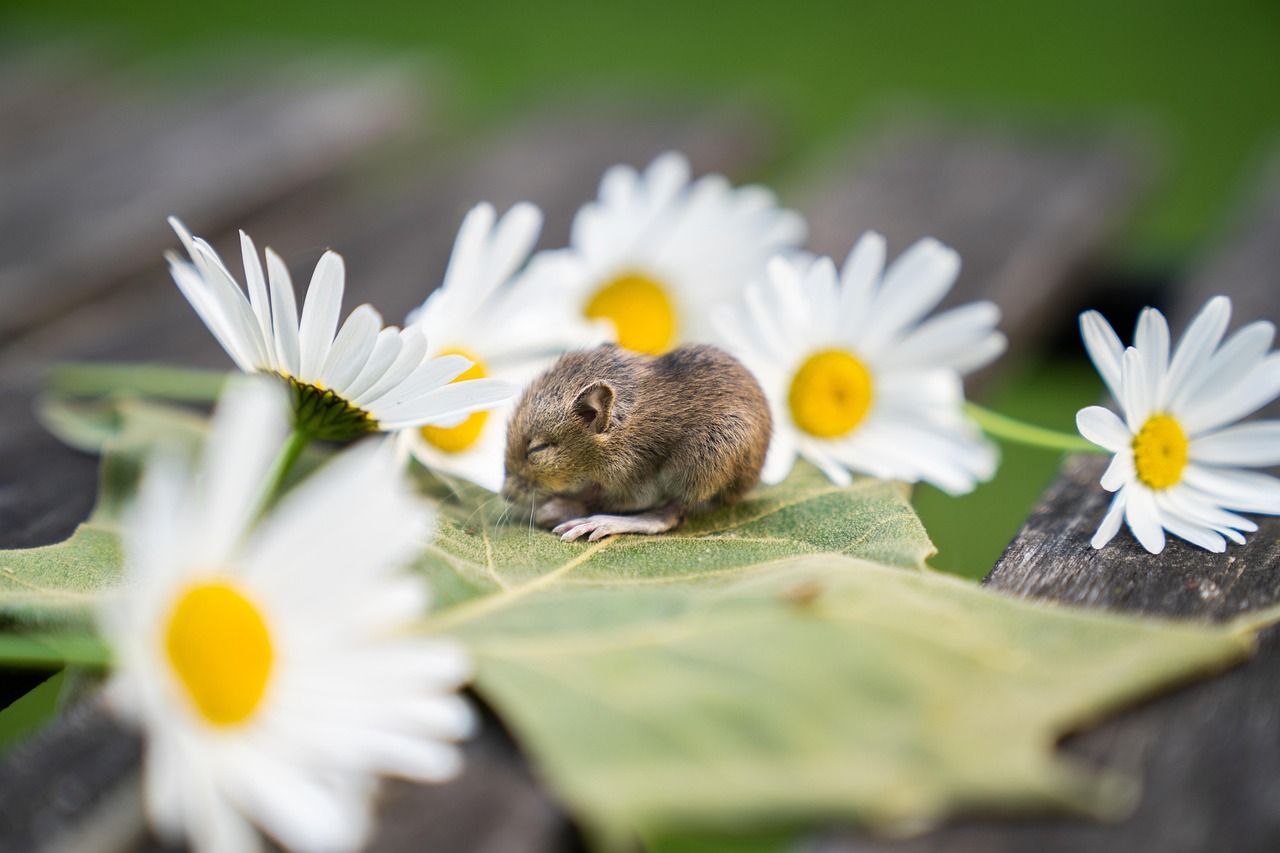animal, flower wallpaper, baby mouse, rodent, nature, beautiful flowers, flower background, mouse, flowers, daisy, fur, mammal