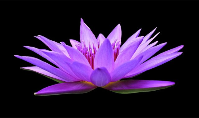 water lily, flower, flower background, wallpaper 4k, background, free wallpaper, 4k wallpaper, plant, beautiful flowers, petals, floral background, desktop backgrounds, purple flower, purple water lily, 4k wallpaper 1920x1080, nymphaea, nuphar lutea, bloom, beautiful wallpaper, blossom, laptop wallpaper, windows wallpaper, flora, mac wallpaper, aquatic plant, flower wallpaper, hd wallpaper, pond, garden pond, garden, cool backgrounds, summer, wallpaper hd, free background, full hd wallpaper, nature