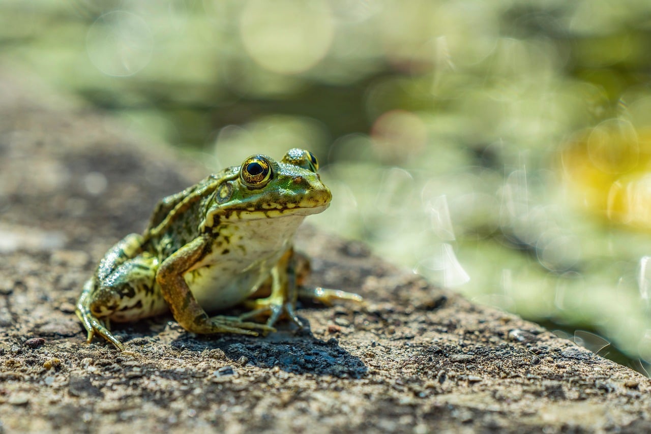 frog, pond, wallpaper 4k, wall, green, amphibian, 4k wallpaper, free wallpaper, free background, macro, cool backgrounds, floral background, detail, nature, summer, windows wallpaper, mac wallpaper, 4k wallpaper 1920x1080, wild, closeup, desktop backgrounds, wings, background, blur, animal, plant, hd wallpaper, blurred background, water frog, laptop wallpaper, full hd wallpaper, beautiful wallpaper, environment, bokeh, wallpaper hd, beauty