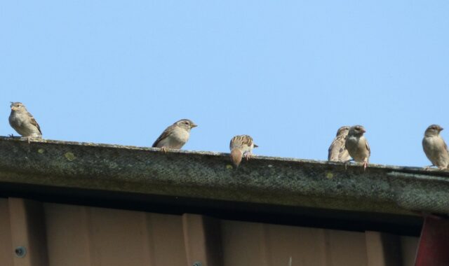 sparrows, gutter, sky, birds, nature, wings, feathers, beak