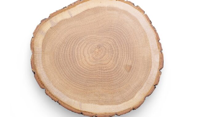 wood, cut, tree, plate, slice, rustical, brown, timber, craft, nature, clean, pure, making, handicraft, matier, polished