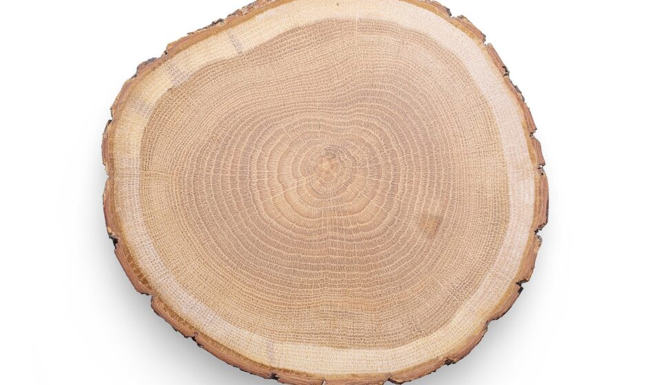 wood, cut, tree, plate, slice, rustical, brown, timber, craft, nature, clean, pure, making, handicraft, matier, polished